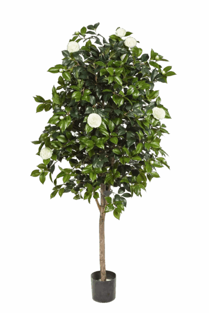 Künstlicher Kamelienbaum - Polly | 170 cm*