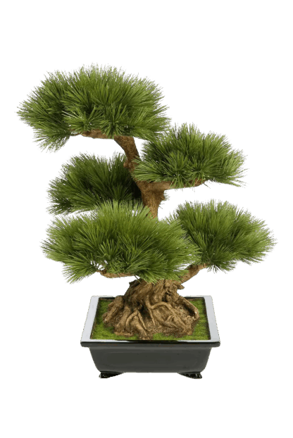 Künstlicher Kiefer-Bonsai - Samira | 60 cm*