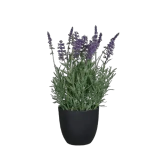 Künstlicher Lavendel - Ibo |31 cm*