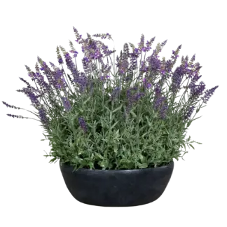 Künstlicher Lavendel - Thorfinn | 60 cm | in grauer Schale*