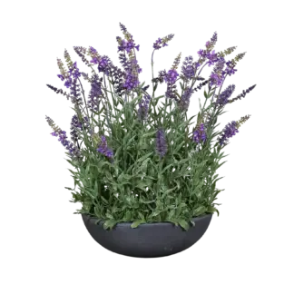 Künstlicher Lavendel - Yasar | 43 cm | in grauer Schale*