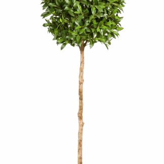 Künstlicher Lorbeer - Ronja | 170 cm*