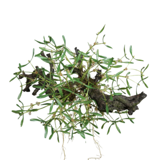 Künstlicher Mistelzweig - Will | 58 cm*