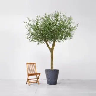 Künstlicher Olivenbaum - Rieke | 300 cm*