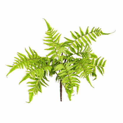 Künstlicher Osmundastrum - Björn | 30 cm*