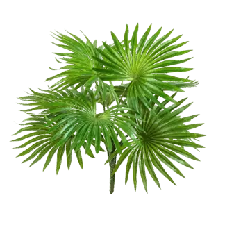 Künstlicher Palmenbusch - Carina | 35 cm*