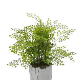 Künstlicher Pfauenrad-Farn - Euphelia | 30 cm*