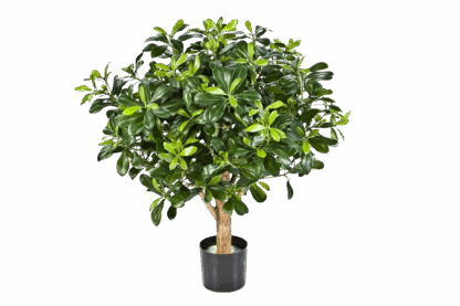 Künstlicher Pittosporum - Paolo | 65 cm*