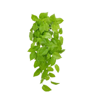Künstlicher Pothos - Sky | 83 cm*