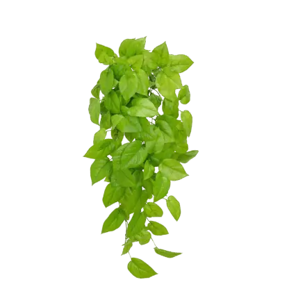 Künstlicher Pothos - Sky | 83 cm*
