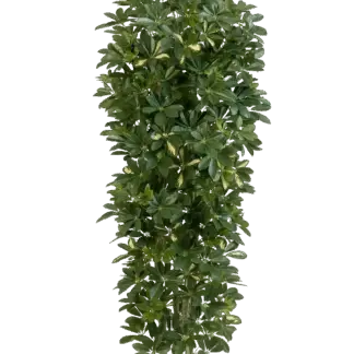 Künstlicher Schefflera Baum - Oke | 195 cm*