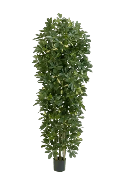 Künstlicher Schefflera Baum - Oke | 195 cm*