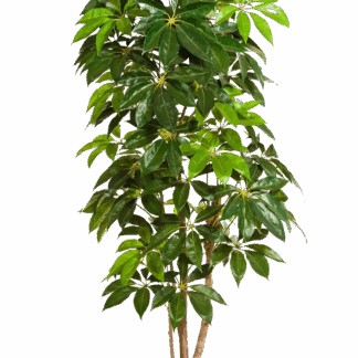 Künstlicher Schefflera Baum - Omar | 190 cm*