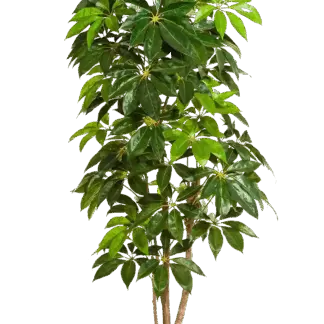 Künstlicher Schefflera Baum - Omar | 220 cm*