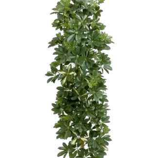 Künstlicher Schefflera Baum - Osman | 180 cm*