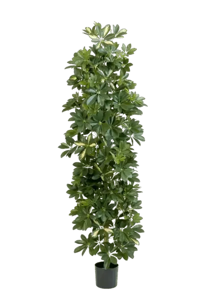 Künstlicher Schefflera Baum - Osman | 180 cm*