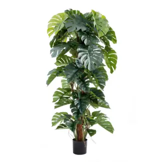 Künstlicher Split-Philodendron – Zephira | 190 cm*