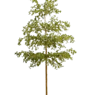 Künstlicher schwarzer Olivenbaum - Finja | 390 cm*
