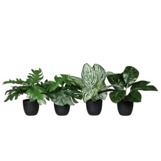 Künstliches Grünpflanzenset - Rio | 27 cm*