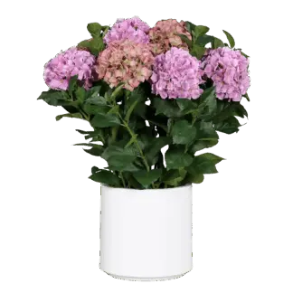 Künstliches Hortensien-Arrangement - Jermaine | 74 cm*