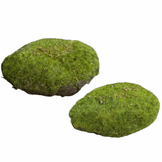 Moosschwamm - Nanni | 13 cm*