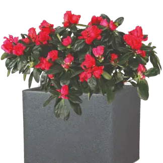 Pflanztopf COMO Granit Schwarz | 23x29x29 cm*