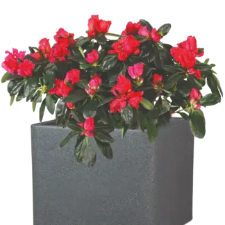 Pflanztopf COMO Granit Schwarz | 29x29x23 cm*