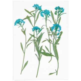 Rico Design Gepresste Blüten Strand-Silberkraut blau 6 Stück*
